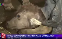 1.500 con trâu, bò tại các tỉnh phía Bắc chết vì giá rét