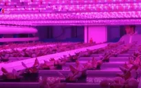 Trồng rau nhiệt đới giữa mùa Đông của châu Âu