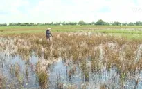 Những câu chuyện buồn từ con tôm, cây lúa ở Kiên Giang