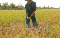 Sóc Trăng: Người dân bị thiệt hại do hạn mặn sẽ được tiền hỗ trợ