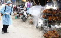 Công bố hai ổ dịch cúm gia cầm H5N6 đầu tiên của năm 2016