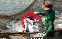 Khó tìm đầu ra khi nông dân thả nuôi cá tra ồ ạt