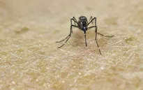 Mỹ xét nghiệm virus Zika bằng phương pháp mới