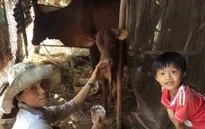 Cuộc cách mạng nông nghiệp hữu cơ Việt Nam lên báo Nhật