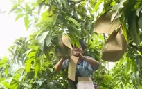 Túi bao quả xoài không gây độc hại