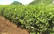 Nông nghiệp Israel phát triển nhờ công nghệ tưới nhỏ giọt