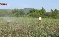 Chi phí chống hạn cho ruộng mía tăng cao