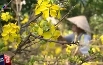 Người trồng mai Tết ở Nam Trung Bộ thiệt hại nặng vì nắng nóng