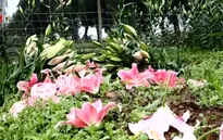 Người trồng hoa Hà Nội mất Tết vì thời tiết nắng nóng