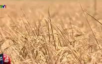 ĐBSCL: El Nino chưa qua, nỗi lo La Nina đã "gõ cửa"
