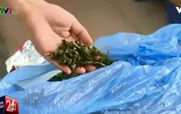 3 tấn lá khô chứa chất gây nghiện đột lốt trà sấy khô tại TP.HCM