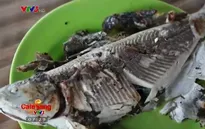 Đến Philippines thưởng thức món cá sữa nướng thơm ngon khó cưỡng