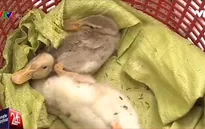 Tái phát cúm gia cầm tại Cà Mau