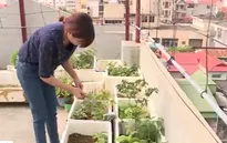 Rau trồng tại nhà có thực sự an toàn?