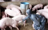 Đưa vào sử dụng vaccine ngừa bệnh tai xanh do Việt Nam sản xuất