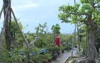 Hàng nghìn hộ thoát nghèo nhờ nguồn vốn ưu đãi