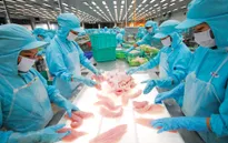 Mỹ lùi thời hạn công bố kết quả chống bán phá giá cá tra Việt Nam