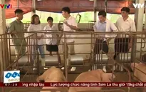 Thịt lợn hữu cơ nói không với thức ăn công nghiệp và hóa chất tạo nạc