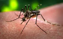 Mỹ phát hiện muỗi mang virus Zika tại miền Nam bang New Mexico