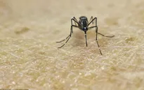WHO khuyến cáo an toàn tình dục nhằm phòng ngừa Zika