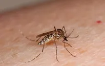 Mỹ: Trẻ sơ sinh đầu tiên bị dị tật đầu nhỏ do virus Zika