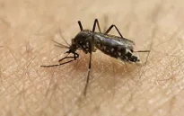 WHO cân nhắc ban bố cảnh báo toàn cầu đối với dịch Zika