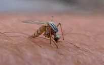 Virus Zika lây lan đáng sợ, có thể 4 triệu người nhiễm ở hơn 30 quốc gia
