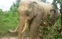 Đằng sau hiện tượng voi rừng liên tục xuất hiện và quật chết trâu, bò tại Sơn La