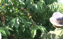 Hơn 120.000 ha cà phê, hồ tiêu bị ảnh hưởng do hạn hán