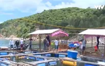Sẽ cưỡng chế hộ nuôi tôm hùm trái phép ở Vũng Rô