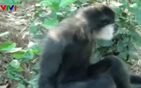 Thả cá thể vượn đen má trắng về tự nhiên