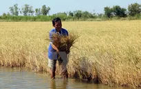 Sản xuất lương thực phải thay đổi do biến đổi khí hậu