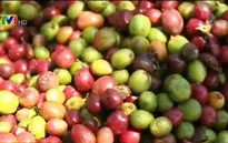 Xuất khẩu nông sản vào Trung Quốc tăng mạnh
