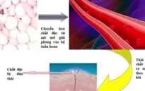 Phương pháp Hubbard hỗ trợ giải độc dioxin