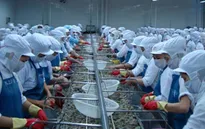 Xuất khẩu tôm khởi sắc