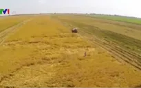 Xuất khẩu gạo trong 6 tháng đầu năm dự kiến tăng 12%