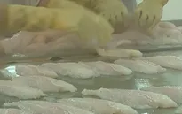 Tạm ngừng đăng ký mới xuất khẩu cá tra sang Hoa Kỳ