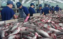 Xuất khẩu cá tra sang Trung Quốc tăng 90%