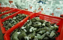 Xuất khẩu tôm sang Hàn Quốc gặp khó
