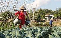 Rau sạch Yên Châu - hướng giảm nghèo bền vững