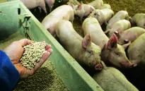 Lạm dụng kháng sinh trong thủy sản, chăn nuôi: Chưa có chuyển biến