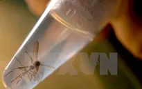 Brazil phát hiện virus Zika trong muỗi thông thường