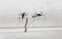 Bệnh nhân nhiễm virus Zika đầu tiên ở Singapore xuất viện