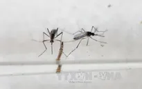 Sanofi nghiên cứu vaccine phòng chống virus Zika