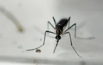 Australia phát hiện 2 ca nhiễm virus Zika