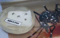 Phát hiện ca lây nhiễm virus Zika đầu tiên qua đường tình dục tại Mỹ