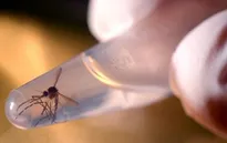 Thai phụ nhiễm virus Zika ở Colombia tăng mạnh