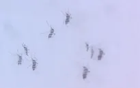 Khánh Hòa nhân rộng muỗi có khả năng chống virus Zika