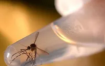 Mỹ: Bang Florida khoanh vùng lây nhiễm Zika thứ hai tại Miami