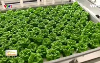 Trồng rau sạch quanh năm không cần đất, ánh sáng mặt trời